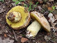 Hemileccinum impolitum 
