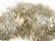 Hemileccinum impolitum 