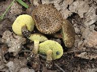 Xerocomellus porosporus