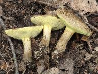 Xerocomellus porosporus