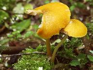 Pluteus leoninus