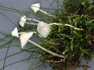 Hemimycena cucullata 