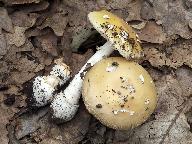 Amanita gemmata 