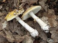 Amanita gemmata 