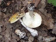 Amanita gemmata 