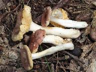 Russula odorata 