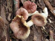 Russula odorata 