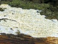 Schizopora radula