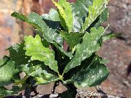 Erysiphe alphitoides 