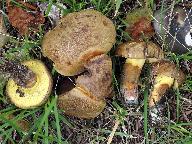 Cyanoboletus pulverulentus 