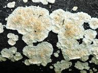 Steccherinum ochraceum