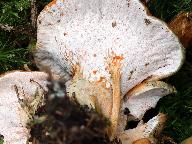 Hypomyces lateritius