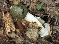 Phallus impudicus