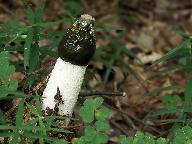 Phallus impudicus