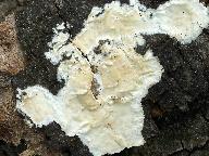 Mutatoderma mutatum
