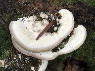 Trametes gibbosa