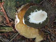 Phallus impudicus