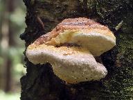 Fomitopsis pinicola