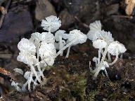 Delicatula integrella 