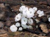 Delicatula integrella 