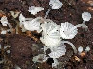 Delicatula integrella 
