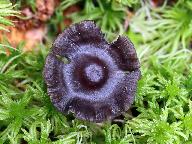Mycena megaspora 