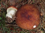 Russula favrei 