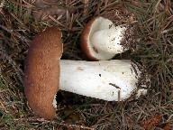 Russula favrei 