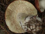 Russula favrei 