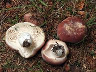 Russula vesca