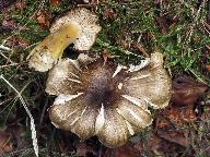 Tricholoma viridilutescens