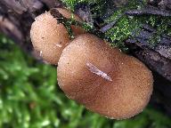 Pluteus phlebophorus