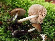 Pluteus phlebophorus