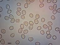 Pluteus phlebophorus 