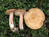 Lactarius tabidus
