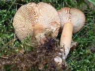 Lactarius tabidus
