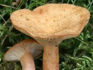 Lactarius tabidus