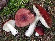 Russula aquosa 