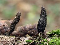 Xylaria longipes