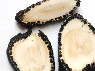 Xylaria longipes