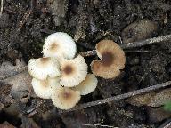 Marasmius torquescens