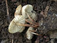 Marasmius torquescens