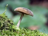 Simocybe sumptuosa
