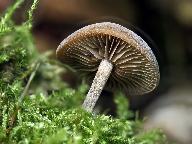Simocybe sumptuosa