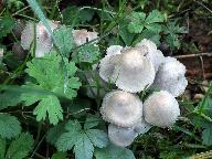 Mycena leptocephala