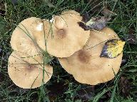 Melanoleuca grammopodia