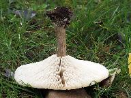 Melanoleuca grammopodia