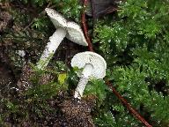 Lepiota griseovirens