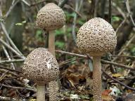 Macrolepiota procera 