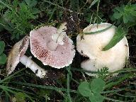 Agaricus comtulus 